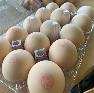 Organik Yumurta 15li